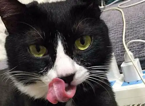 妈妈让猫咪盯着小主人,不让她出门,猫咪认真严肃的表情逗哭主人