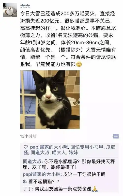 猫咪的朋友圈原来是这样的,这猫咪塑料姐妹情,我真的笑了