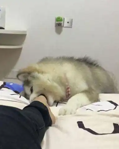 阿拉斯加闻了下主人的臭脚丫,狗狗瞬间开始怀疑自己的狗生