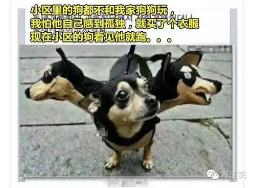 每日一蠢萌喵星人在家称王称帝,不过还是被熊孩