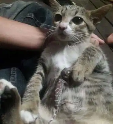 猫咪看变色龙不顺眼,伸出爪子去挑衅,被咬后脸上表情引人爆笑