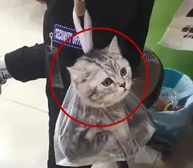 在超市看到零食后直抓狂,猫咪随后就被装进胶袋,表情让人笑疯