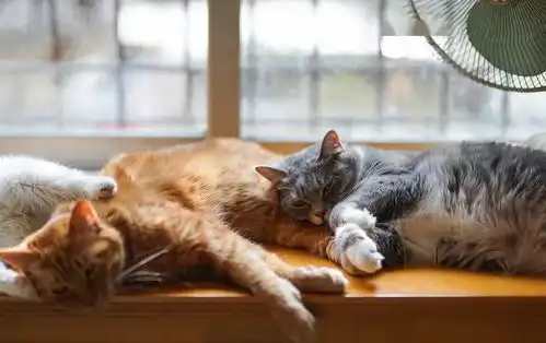 太卷了广州这些户型,竟在拼谁更适合养猫