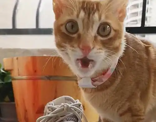橘猫非要闻一下主人的鞋,下一秒的表情过于真实差点要了我的命