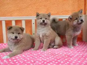 图犬舍直销狗界表情包纯种日系柴犬包健康支持检测南京宠物狗