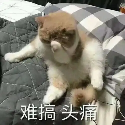弃养橘猫流浪3年,好不容易找到新家,却因尾巴不完美再遭抛弃