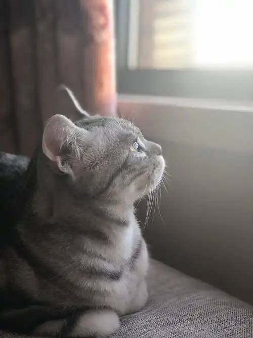 猫舍是什么