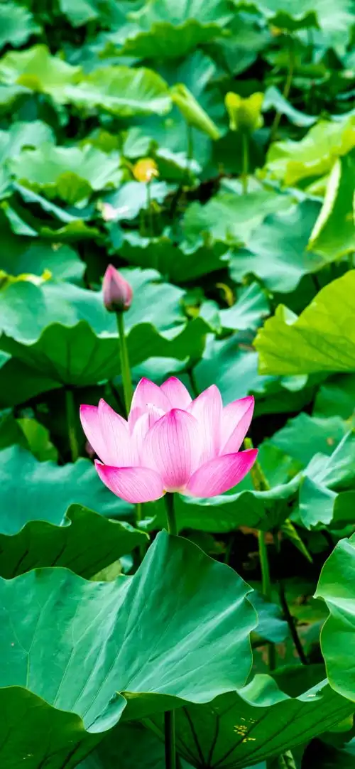 流量党慎点省植物园高清壁纸绝美出炉,一秒霸屏朋友圈水印