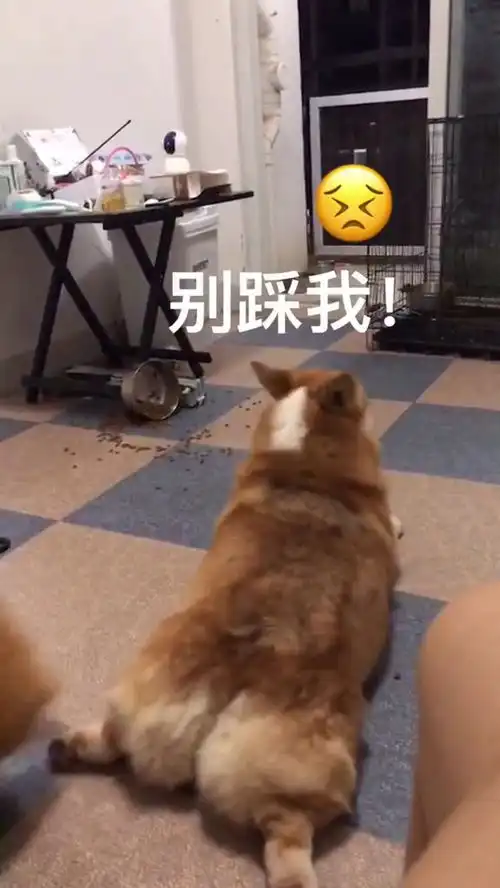 这就是短腿汪星人的用处吗,原来你是地毯啊,能不能让我也踩一踩
