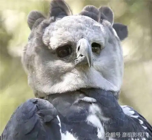 它是濒临灭绝的珍稀物种,怪异外表经常被当成人像,背后有何玄机