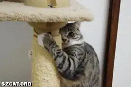 在日本猫猫狗狗在各项比赛的优胜者大发表