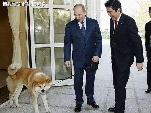 最戏精的狗狗之一柴犬,让人迷恋的绝不止微笑和表情包