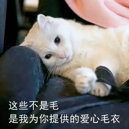 猫咪表情包我等的喵在多远的未来养猫
