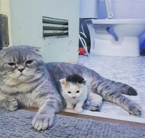 网友带着小奶猫去认爹,猫爸爸看了小猫一眼,它瞬间不开心了
