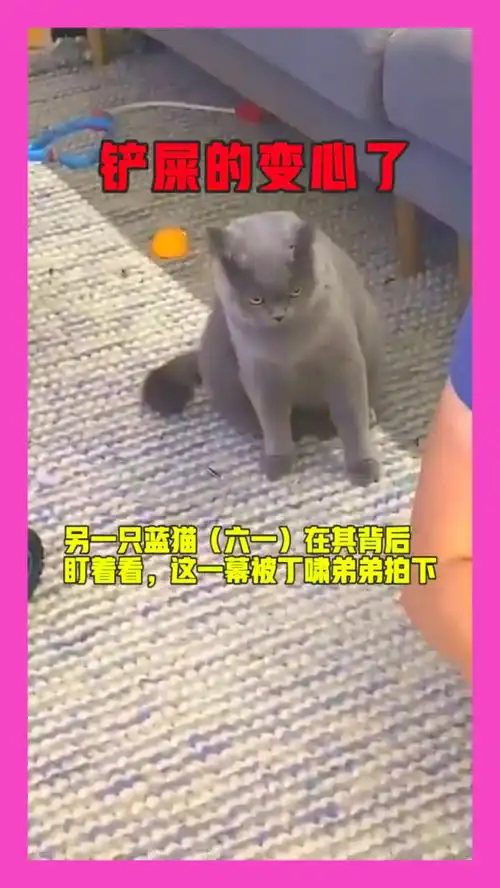 蓝猫看到主人逗橘猫,嫉妒使猫咪,活活变成表情包