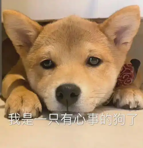 狗狗趴三天只为看我一眼救命,眼泪直接绷不住了...