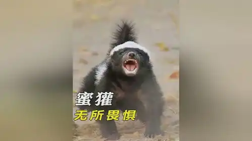 蜜獾无所畏惧