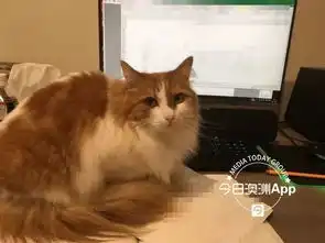 我要曝光无良兽医院中国留学生爱猫洗牙猝死,奋起维权vet独家回应威胁员工,已报警