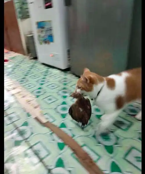 猫咪从外面叼了一个小鸡回来,一副很想吃的表情今晚吃鸡吗