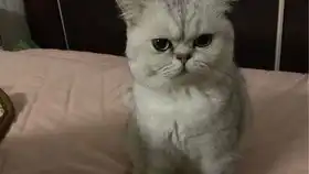 这是一只表情很无奈,但是尾巴却戏很多的猫咪