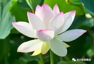 宫商角徵羽,来长兴听一支穿越洪荒的交响乐