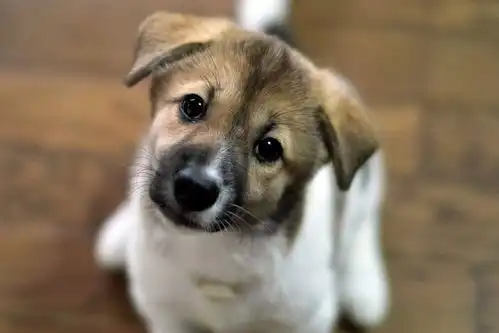 狗狗穿衣的特殊注意事项