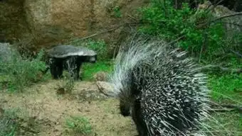 蜜土豆视频