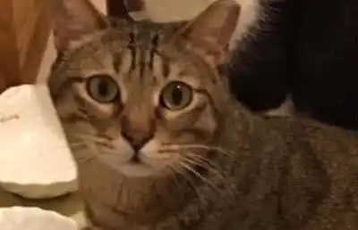 宅在家里的第23天,猫主子们以为我破产了