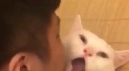 猫被主人亲时的反应,看到最后一只猫的表情,笑的人直不起腰