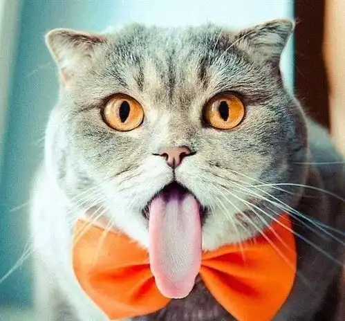表情丰富的总是别人家的猫