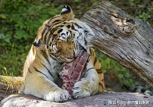 地球上5种人类最养不起的动物蜜獾第5,熊猫第2,第1想都不敢想