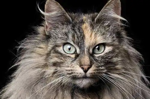 科学养猫,猫咪饲养过程中不可少的六大营养,缺一不可