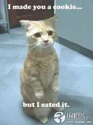 囧猫的23种极致表情
