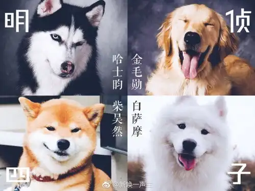 明侦四子狗狗属性暴露汪星人本质了解一下