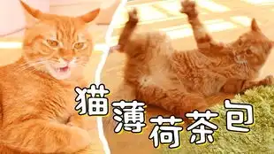 给猫咪泡了杯猫薄荷茶
