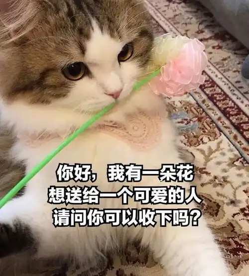 谢谢猫猫,你也很可爱
