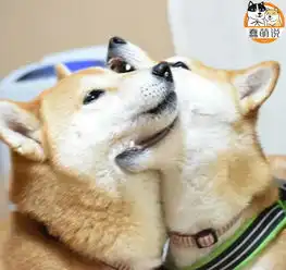 每日一po宠羡慕嫉妒恨越吵架越甜蜜的柴犬小两口