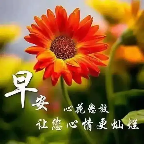 清晨早晨好问候语祝福图片表情早上好问候语表情暖心祝福图片大全