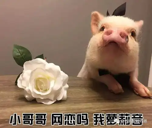 教你如何一句话搭讪好看的小哥哥