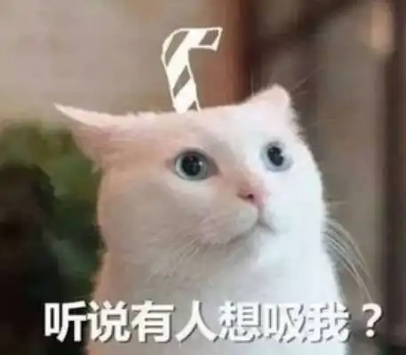 印象君的猫咪,你吸过了吗