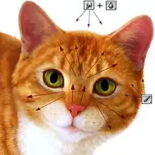 超强的手绘技巧实例照相写实的猫