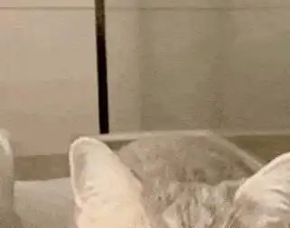 偷偷告诉你,鼻吻在猫咪眼里,代表这些含义