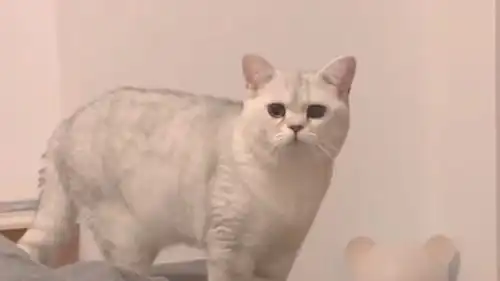 这猫摇头是什么意思等着继承遗产呢