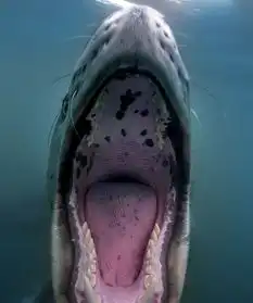 法潜水员抓拍海豹龇牙咧嘴可爱微笑