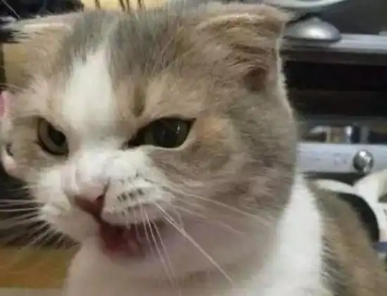 正在教育偷吃的猫咪,但没想到它竟龇牙咧嘴的抗议,场面让人笑喷