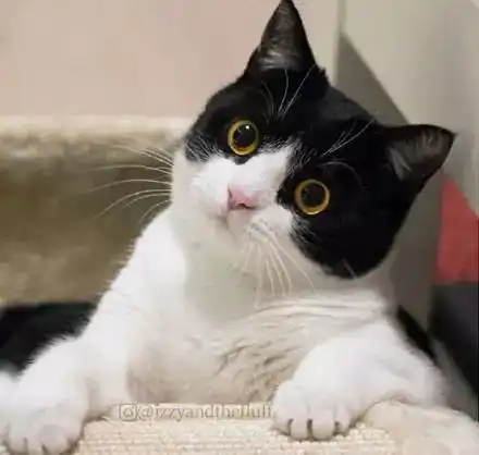 这只猫简直就是黑猫警长的化身