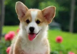 3个月的柯基犬2000元公母均有