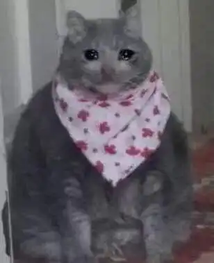 这种眼泪汪汪的猫猫表情包我怎么搜不到啊,好喜欢,可以跟我分享你们的吗