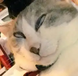 猫咪梳头时露出这样的表情,主人看后笑喷行走的表情包