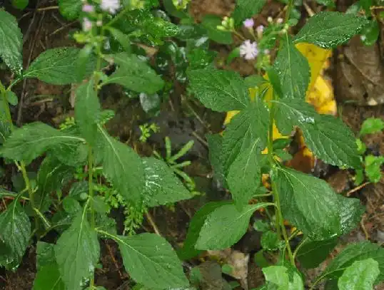 一味神奇中草药伤寒草,3大功效,值得了解